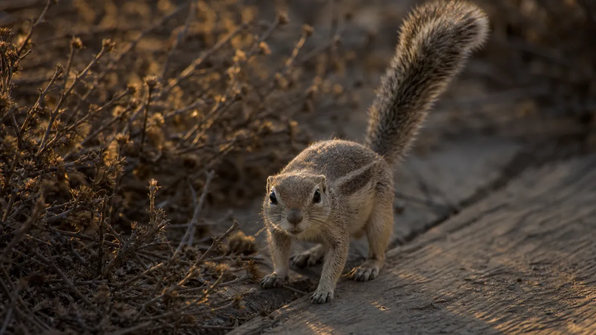 Animaux qui commencent par la lettre X : liste complète