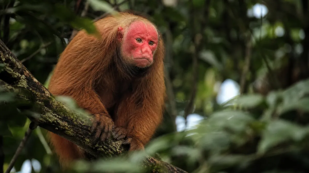 Animaux qui commencent par la lettre U : la liste complète