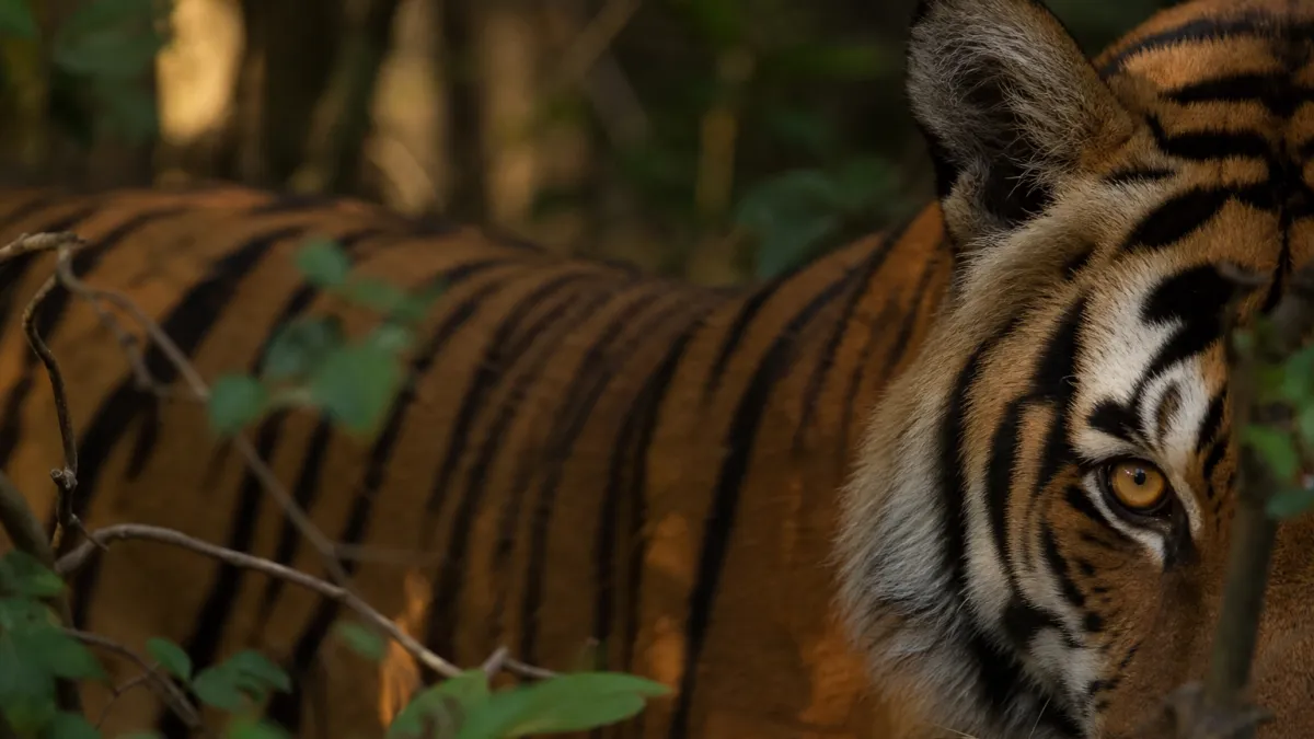 Animaux qui commencent par la lettre T : liste complète