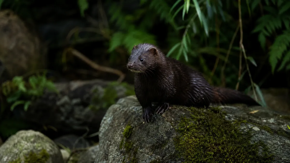 Animaux qui commencent par la lettre V : liste complète