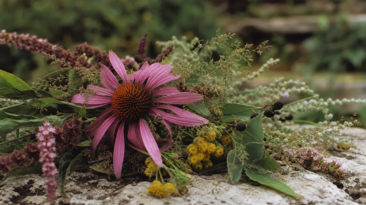 Fleurs commençant par la lettre E : liste et guide complet